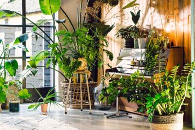 Ideas para integrar plantas en la decoración y limpieza del aire