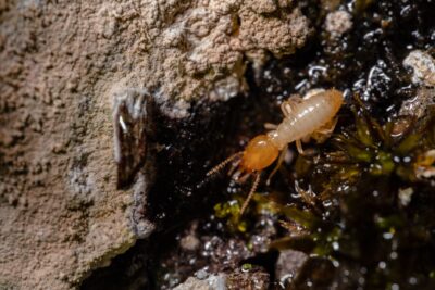10 consejos para eliminar insectos del hogar