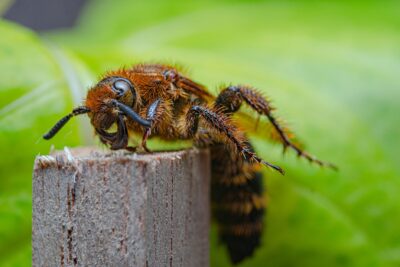 10 formas de mantener los insectos fuera de casa