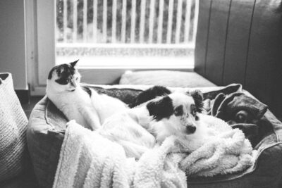 Cómo construir una casa para perros