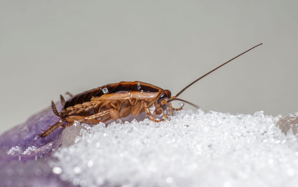 Cucaracha