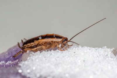 Cucaracha