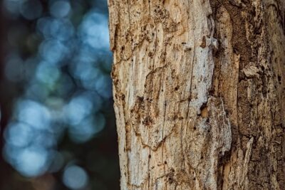 Madera dañada por termitas